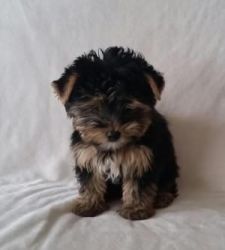 AKC teacup 5 Yorkshire Terrier Puppies