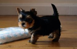 Teacup/Small/Micro yorkie pure breed