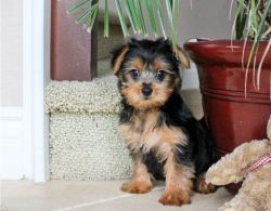 healthy yorkie puppies available