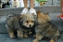 playful Yorkshire Terrier Puppies