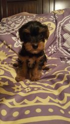 Male yorkie puppies