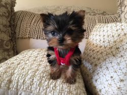 small t-cup yorkie puppies