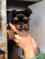 we are looking for new homes for these our t-cup yorkie puppies