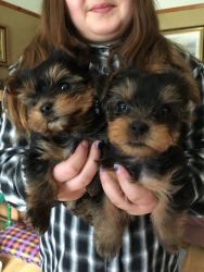 Sweet teacup yorkie pups for sale