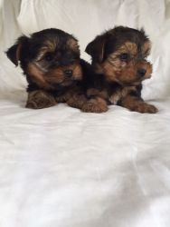 AKC Yorkshire Terrier Puppy for Adoption -9 Weeks Old