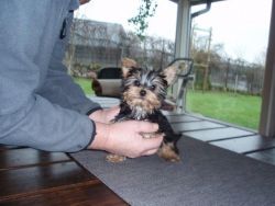 Extremely Cute Yorkshire Terrier Puppies