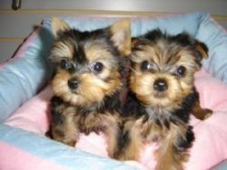 YORKIE puppies for reliable families-SMS(xxx) xxx-xxx7*
