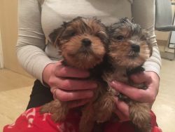 awesome Teacup Yorkshire puppies available