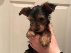 Adorable Pedigree Miniture Yorkie Puppies For Sale