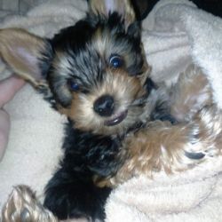 Yorkshire Terrier avaialable For Sale