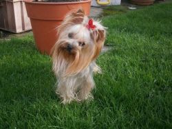 Yorkshire Terrier Dogs for sale to good homes