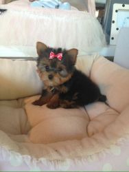 Awesome Young Male and Female Yorkie hfjjkkj,