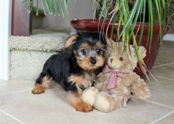 Awesome Young Male and Female Yorkie