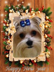 AKC Parti Yorkie Available for Stud Service