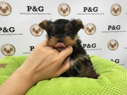 Nice and Healthy Yorkie Puppies Available