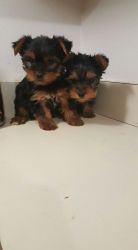 Very cute yorkie puppies ready to go now