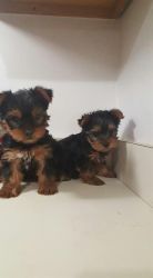 Very cute yorkies ready for new homes