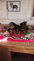 Pure Breed Yorkie Puppies