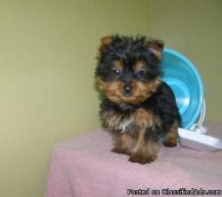 Akc Teacup Yorkie Puppy Avialable For Rehoming