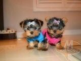 Yorkie Puppies Avialable For Re homing