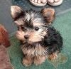 Yorkie Puppies Avialable