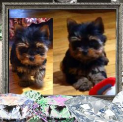 YORKIE MIXED PUPPIES