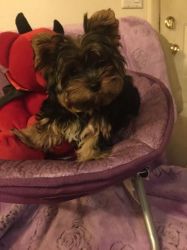 Adorable Small AKC Yorkshire Terrier Yorkie Puppy
