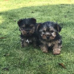 Pure Breed Yorkshire Terrier Pups