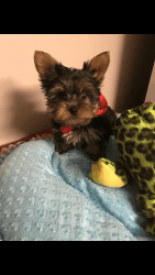 Puppies yorkie for sale healthy and beautiful