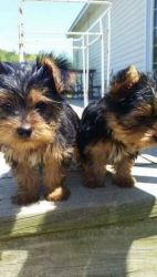 Akc registered Yorkie puppies(Male/Female)