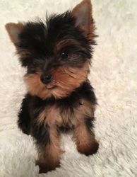 Yorkie Puppies for Sale -I have two puppies for sale