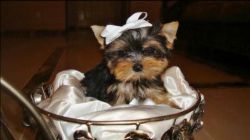 Awesome male and female Yorkshire Terrier puppies ready to go now