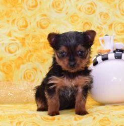 Cute and Friendly Yorkshire Terrier Pups