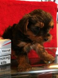 Yorkshire Terrier Puppies-ready Now!!!