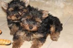 Male and Female Akc Yorkie Puppies Available.