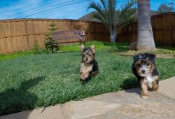 Yorkie Puppies Available For Sale