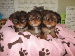 Yorkie registered puppies