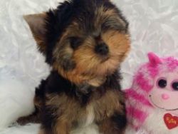 Yorkshire terrier puppy . teacup puppy ready for new home