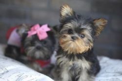 Adorable AKC Teacup And Micro Doll Face Yorkie Puppies