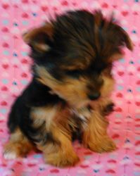 yorkie puppy born 12/30/16 female akc