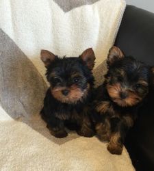 Attractive Yorkie puppies for sale.