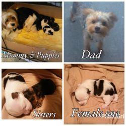 Beautiful puppies for sale