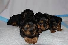 A pair of Yorkie Puppies For adoption xxxxxxxxxx