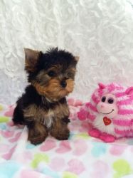 Yorkshire Terrier Girl Puppy