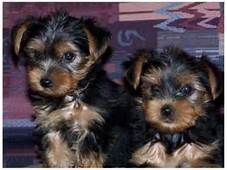 Yorkie Puppies male and female