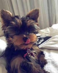 Yorkshire Terrier Puppies-for sale!