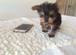 Purebred Yorkshire Terrier puppies