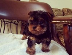Sweet Yorkshire Terrier Puppies for sale