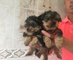 Beautiful Yorkshire Terrier Puppy's For Sale.