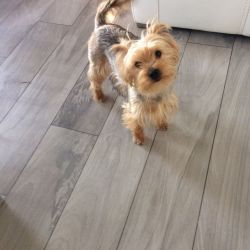 Well Trained Yorkshire Terrier Puppies for sale